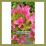 ➱ ✦ ◳ SALE!!! ROOTED RARE BOUGAINVILLEA