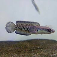 channa stewarti himalayan black galaxy baby