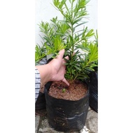 bibit tanaman lohansung mawar 40-50cm