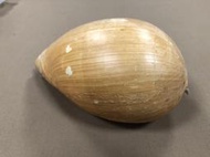 貝類 椰子渦螺 (220*134mm) 01 TCa03