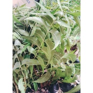Daun Mambu ( Neem) rm11.50 - 6 tangkai