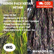 Benih Padi Unggul Bibit Ketan Hitam 1Kg Non Cod