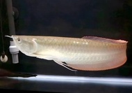 BARANG TERLARIS IKAN HIAS ARWANA SILVER RED SIZE 20 CM UP READYY