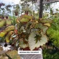Begonia Rex ‘Escargot’ / Spiral Begonia – Indoor Plant