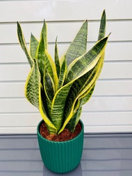 Potted Snake Plant 3 Leaves Live Plant with FREE plastic pot, and garden soil (Indoor Plant, Real Pl