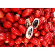 神秘果 Pokok buah magic/ Pokok Ajaib