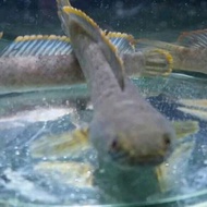 Ikan hias Channa Limbata / Bogo / Gabus