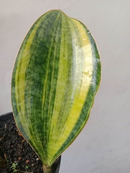Sansivera Mason variegata kuning