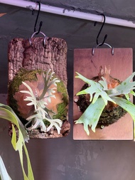 侏儒爪哇珍妮鹿角蕨 (左) Platycerium willinckii dwarf ‘Jenny’ (left)