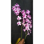 Anggrek Dendrobium Mentangai keki
