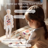 Interactive Human Anatomys Kit For Students Detachable 3d Human Anatomys For Kids
