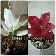 Terpopuler Bibit Bunga Aglonema Paket Merah Putih Superwhite Dan Red