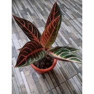 Sindo - Aglaonema Red Of Sumatra Live Plant EQVO67WRV9