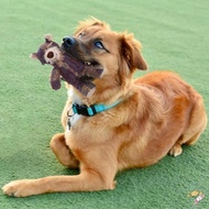 Plush Dog Chew Toys Indestructible Tough Animal Interactive Dog Toys for Exercising Dog's Bite Abili