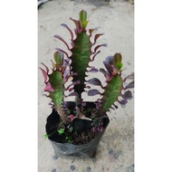 red euphorbia/burgundy euphorbia