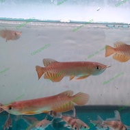 Jual ikan arwana golden red baby 10cm Murah