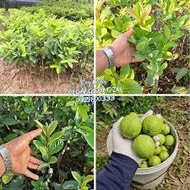 COMBO of 3 guava trees (seed trees)