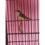 Burung Ciblek semi Jantan Gacor