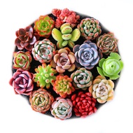 Xuan Linmei  Succulent plants pot Green Plants and Flowers Potted Succulent Combination Plant Bonsai Selected Succulent【