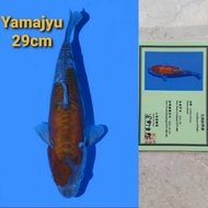 ikan koi import ochiba sertifikat 03