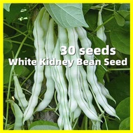 เมล็ดพันธุ์ ถั่วแขก ถั่วพุ่ม White Kidney Bean Seeds - ผลผลิตสูง บรรจุ 30 เมล็ด ปลูกง่าย โตไว เมล็ดพันธุ์ถั่วแขก Bean Plants Seeds Vegetable Seeds เมล็ดพันธุ์พืช เมล็ดพันธุ์ผัก เมล็ดผัก เม็ดผัก ผักสวนครัว พืชผัก ปลูกผัก เมล็ดบอนสี ต้นไม้มงคลสวยๆ บอนสี