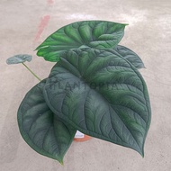 [Plantopia] Alocasia Melo | Pokok Alocasia Hidup | Real Live Alocasia Plant