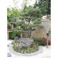 Berjaya Plant Nursery - Pokok Podocarpus Macrophyllus/罗汉松(Pokok Bonsai Hidup/Pokok Hiasan Luar Rumah