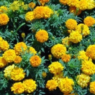 1pack seeds MARIGOLD AZTEC Flower plant