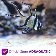 IKAN HIAS AIR LAUT CAPUNGAN SLAYER BANGGAI CARDINALFISH PTERAPOGON