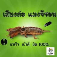 MP3 Beetle Trap Dragonfly Effective 1 (CD USB Flash Drive Music)