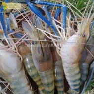 UDANG GALAH SEGAR FRESH UDANG GALAH JUMBO UDANG GALA 1KG NEEW