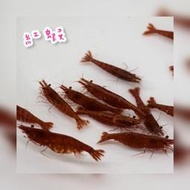 【嘉嘉寵物】🦐🦐 紅蝦 🦐🦐  火焰 極火 不挑隨機出貨（觀賞魚蝦  （飼料餌料）