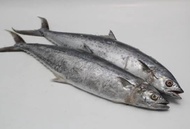 Ikan Tenggiri Segar Utuh 1.5kg Tenggiri