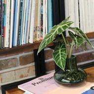 水培植栽│黑葉觀音蓮_室內植物 辦公室盆栽 植栽盆栽 水耕 中盆