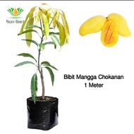 Pohon Mangga Chokanan 1 Meter | Bibit Mangga Chokanan | Tanaman Buah