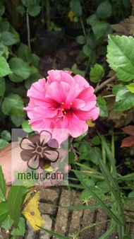 MM-double layer ( carnation) hibiscus live plant /Anak Pokok Bunga Raya Ros Merah Jambu kelopak berl