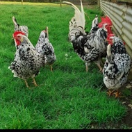 Telur berbenih Ayam White Leghorn Exchequer