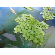 KIAMBANG / KIAMBANG POKOK / FLOATING WATER PLANTS / TUMBUHAN AIR / AQUARIUM PLANT / IKAN GUPPY / IKA