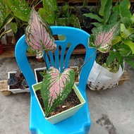 caladium Thai beauty (live plants)