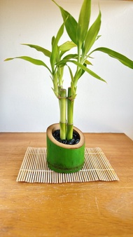 純自然 和風竹中竹 禪意富貴竹 日式開運盆栽