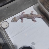 leopard gecko super snow raptor pied