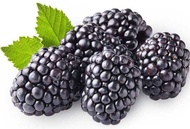 Blackberry Big size Bush seed