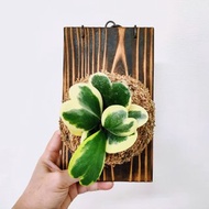 斑葉心葉毬蘭苔球│板植│窗邊植物│多肉植物│觀葉植物