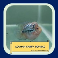 IKAN HIAS AIR TAWAR - LOUHAN KAMFA BONSAI (Local)