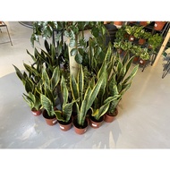 [Green Heart Station] Sansevieria/Snake plant/Mother’s in law tongue/laurentii/moonshine/Futura supe