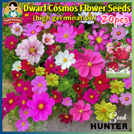 High Quality Fresh Dwarf Cosmos Flower Seeds for Planting Flowers (Fast Growing 20pcs) Rare Gesang C