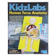 4M KidzLabs - Human Torso Anatomi