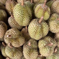 Durian Montong Palu Parigi Utuhan/Butiran Terpercaya