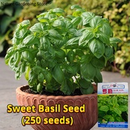 เมล็ดพันธุ์ อิตาเลี่ยน เบซิลใบใหญ่ บรรจุ 250เมล็ด Large Leaf Italian Basil Seeds Herbs Seed Organic 