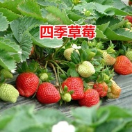 Cool in Flowers    Cream Strawberry Seeds Four Seasons Easy to Live Succulent Flower Seeds Indoor and Outdoor Potted Veg